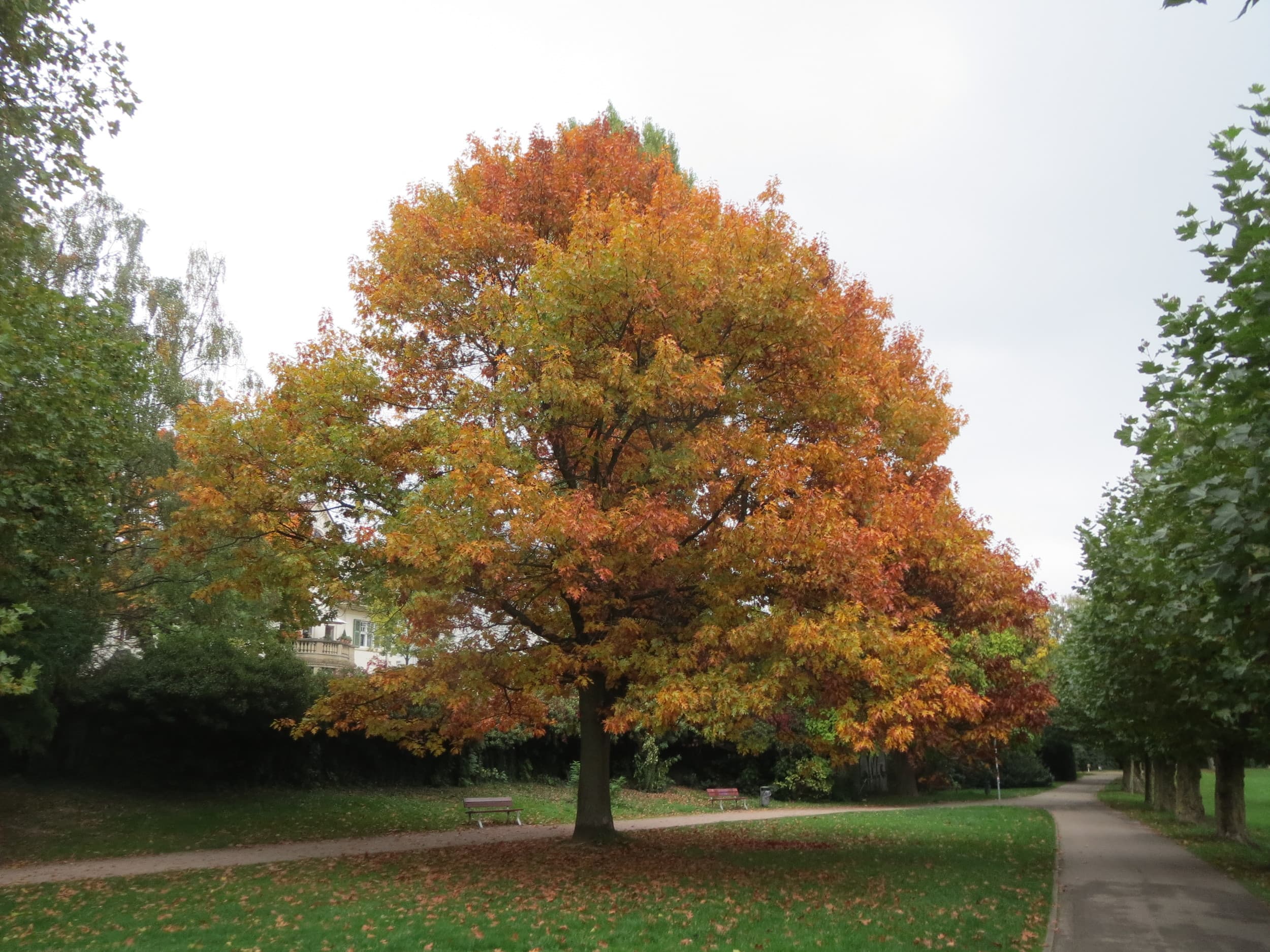 Full red oak tree with its canopy and trunk visible on a lawn